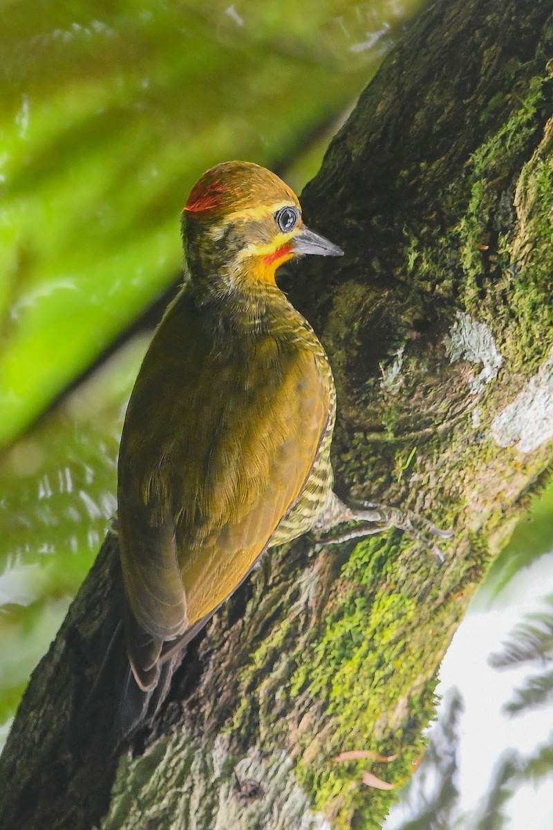 Carpintero Cejigualdo - ML170908091