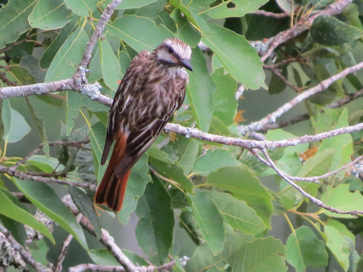 Sulphur-bellied Flycatcher - ML170908941