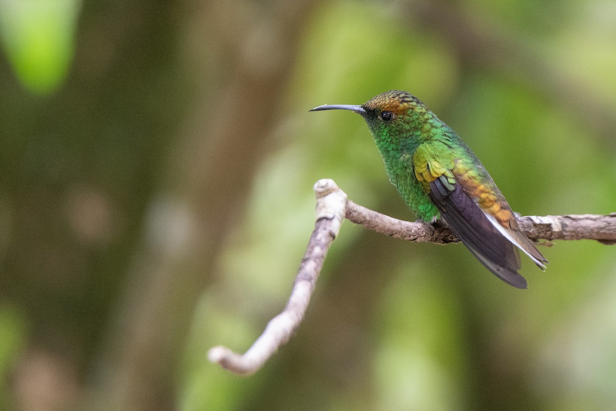 kolibřík měděnohlavý - ML170909191