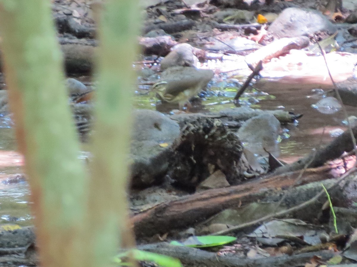 Louisiana Waterthrush - ML170910691