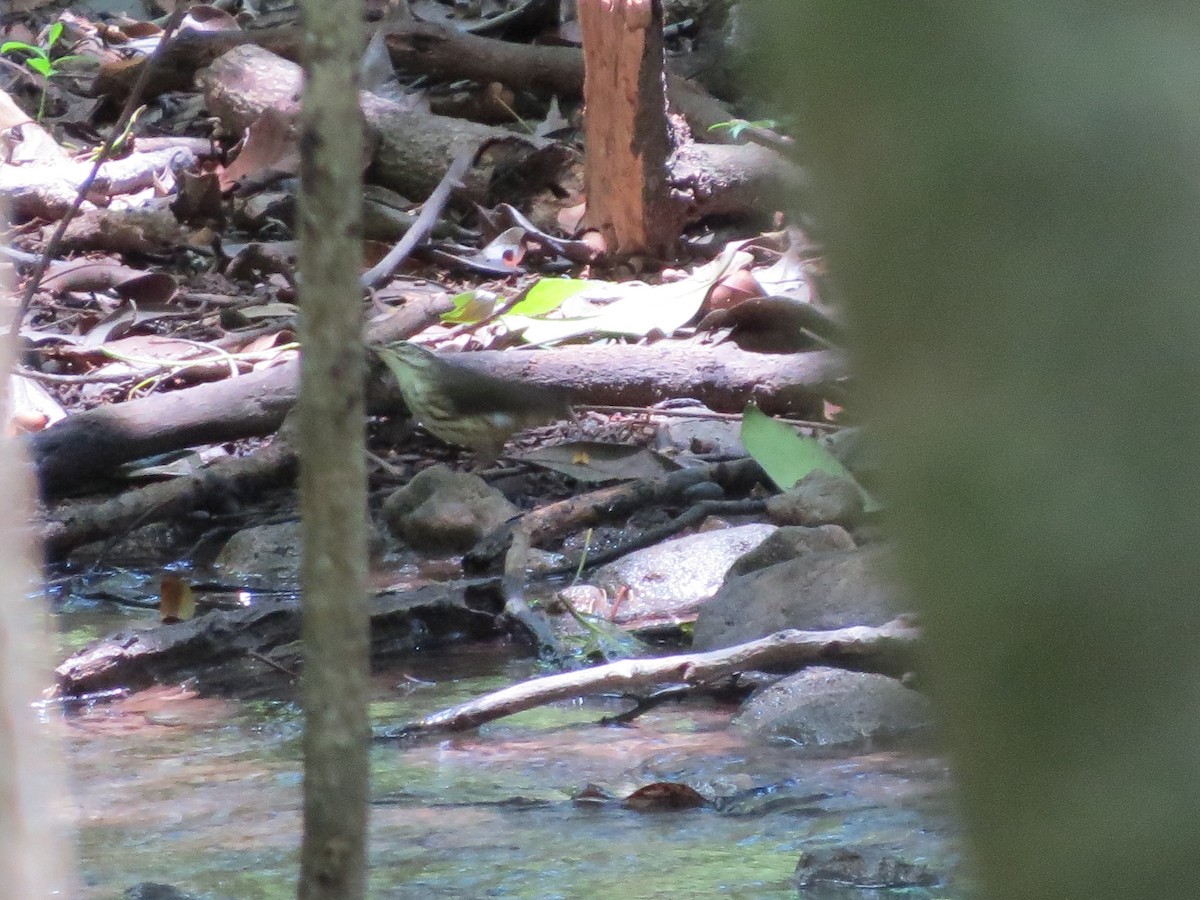 Louisiana Waterthrush - ML170910731