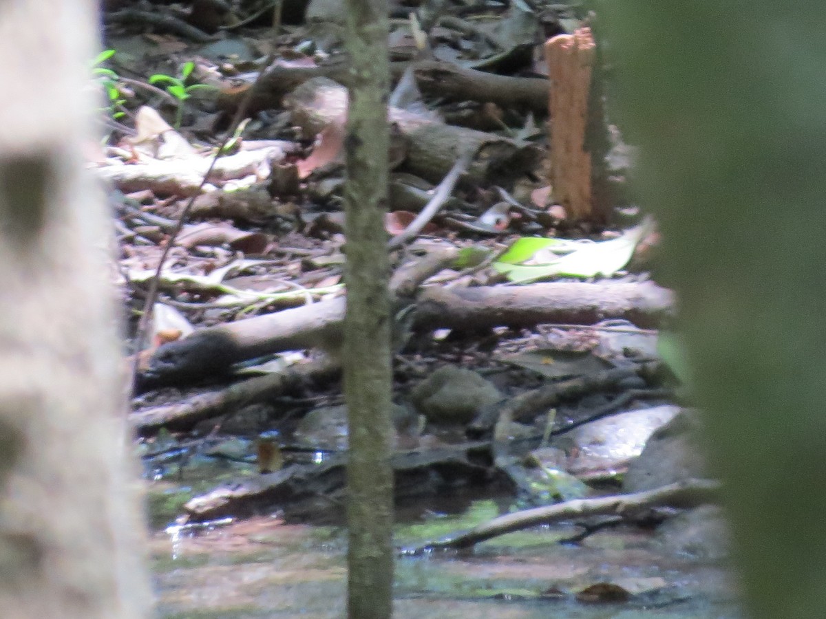 Louisiana Waterthrush - ML170910761