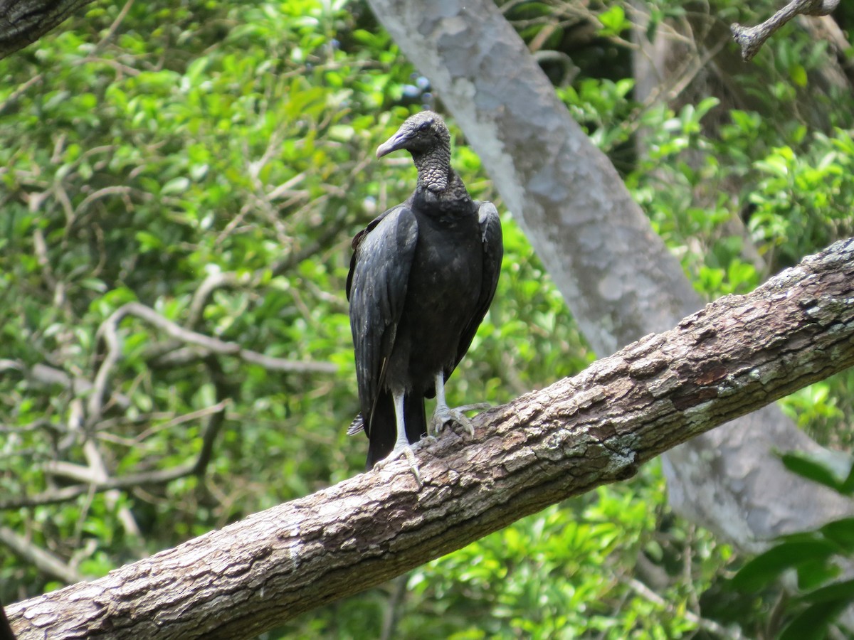 Black Vulture - ML170910971