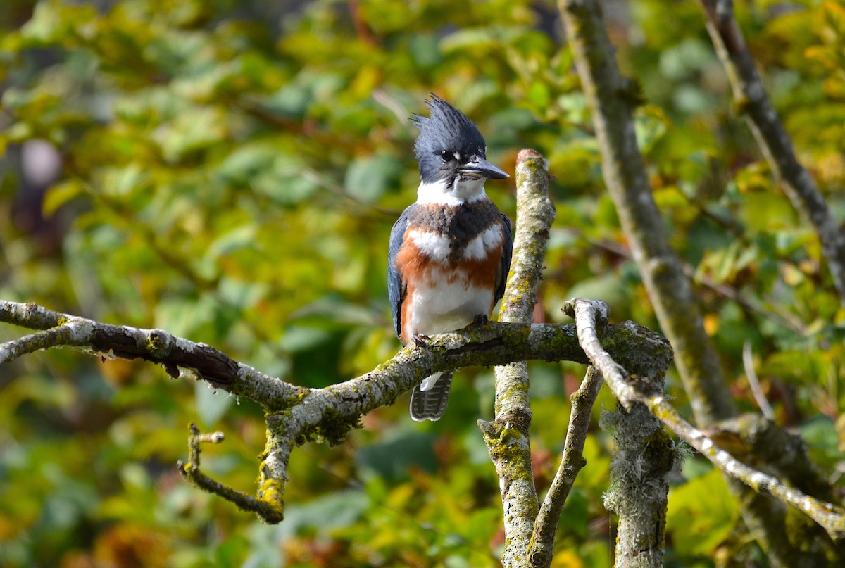 Belted Kingfisher - ML170911181