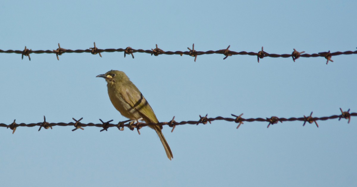 White-gaped Honeyeater - ML170912431