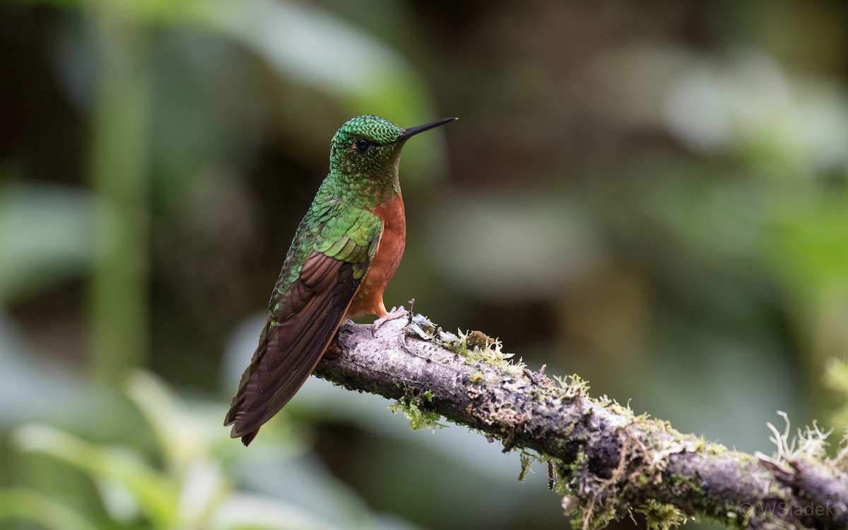 kolibřík peruánský - ML170912591