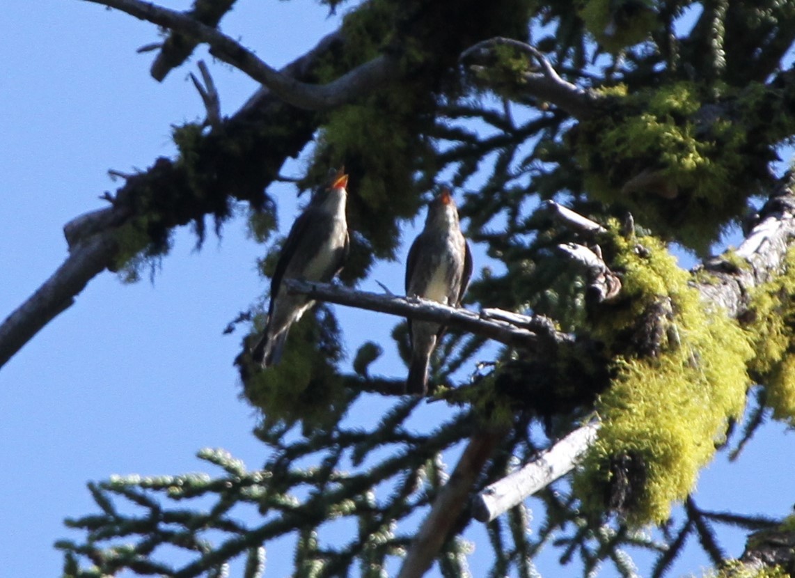 Olive-sided Flycatcher - ML170913221