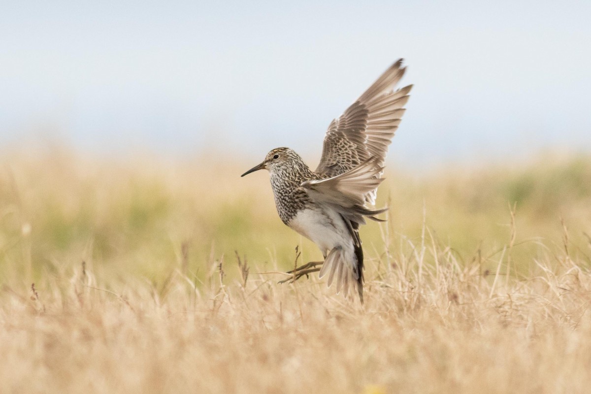 Pectoral Sandpiper - ML170914111