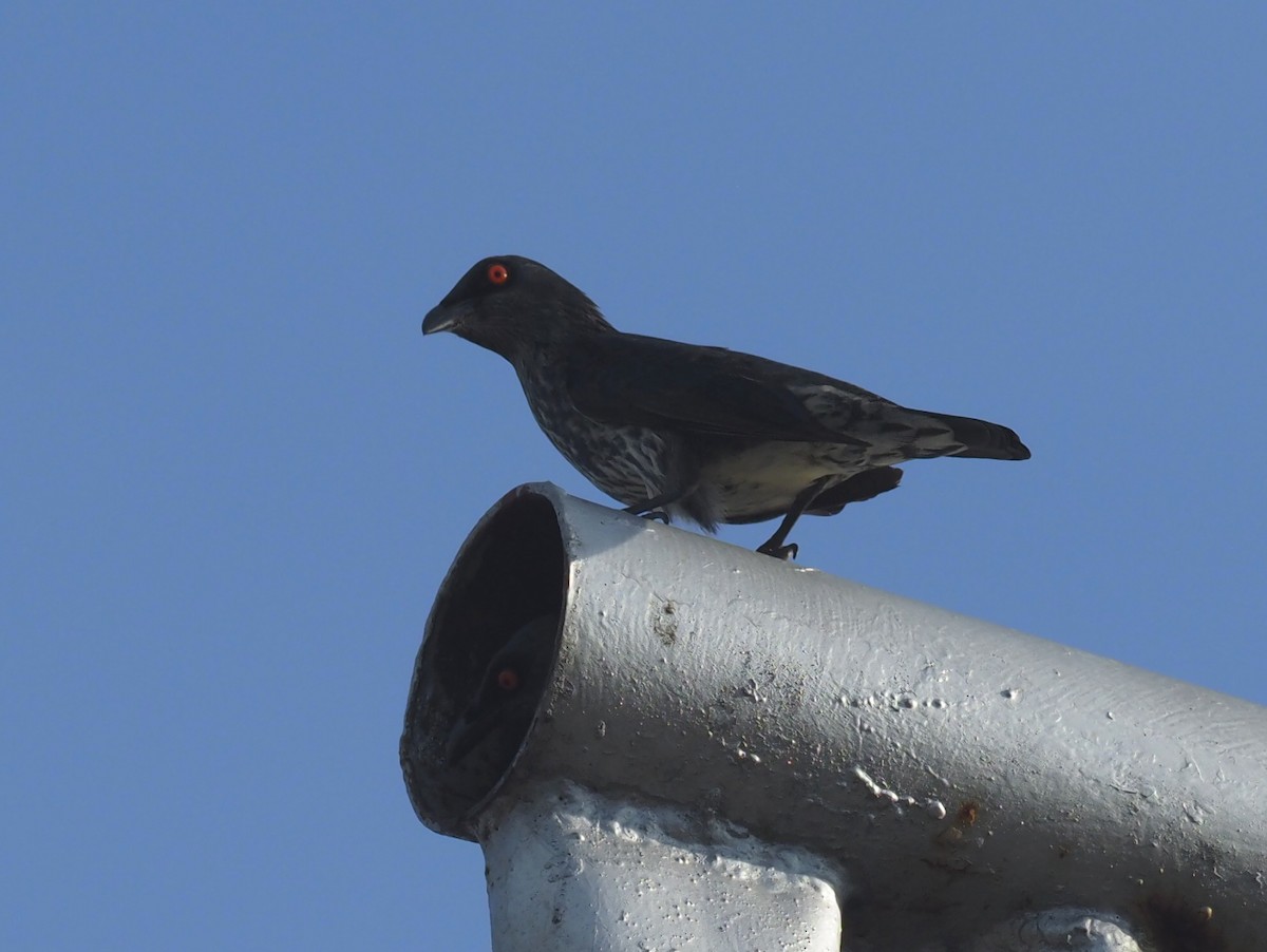 Singing Starling - ML170914561