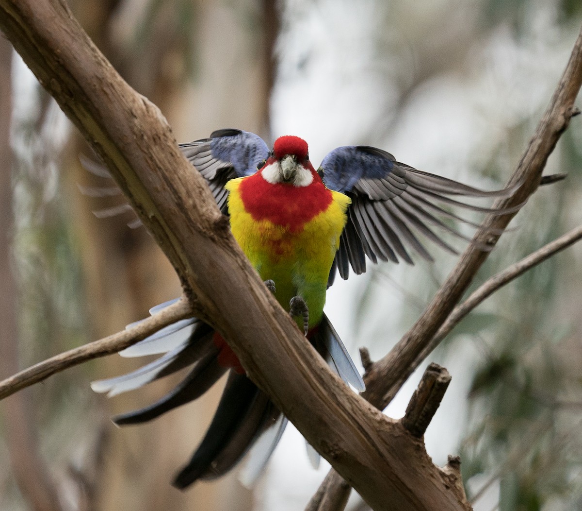 Eastern Rosella - ML170916761