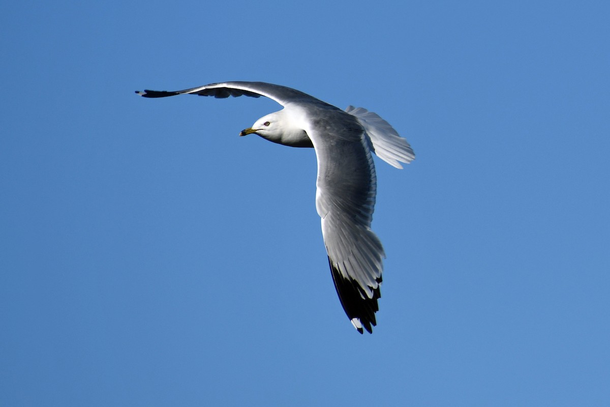 Ring-billed Gull - Steve Hawes