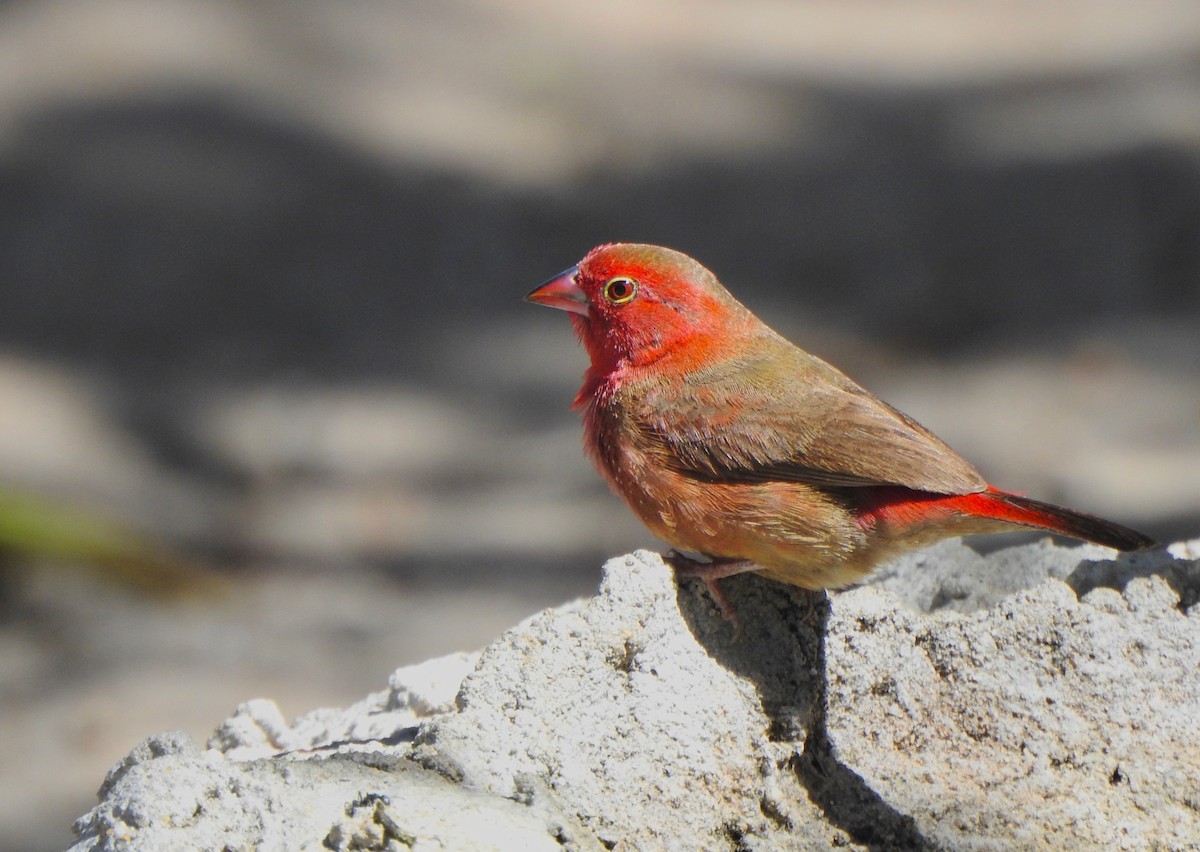 Red-billed Firefinch - Kalin Ocaña