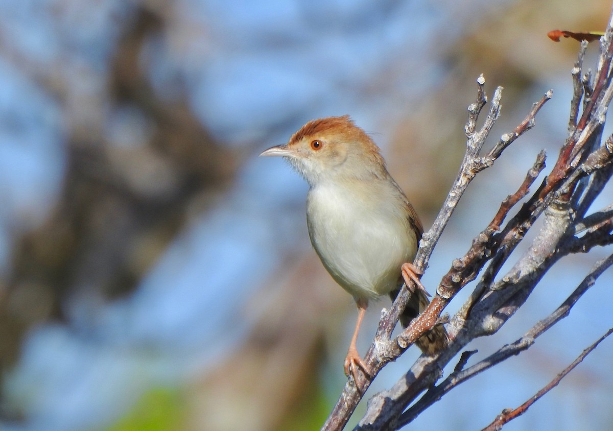 Rattling Cisticola - ML170918711