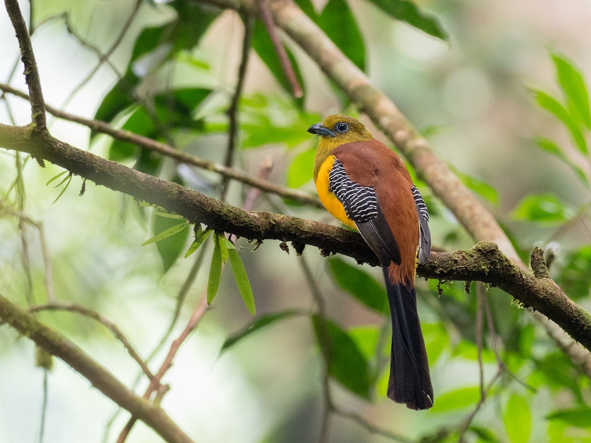 Orange-breasted Trogon - ML170918911