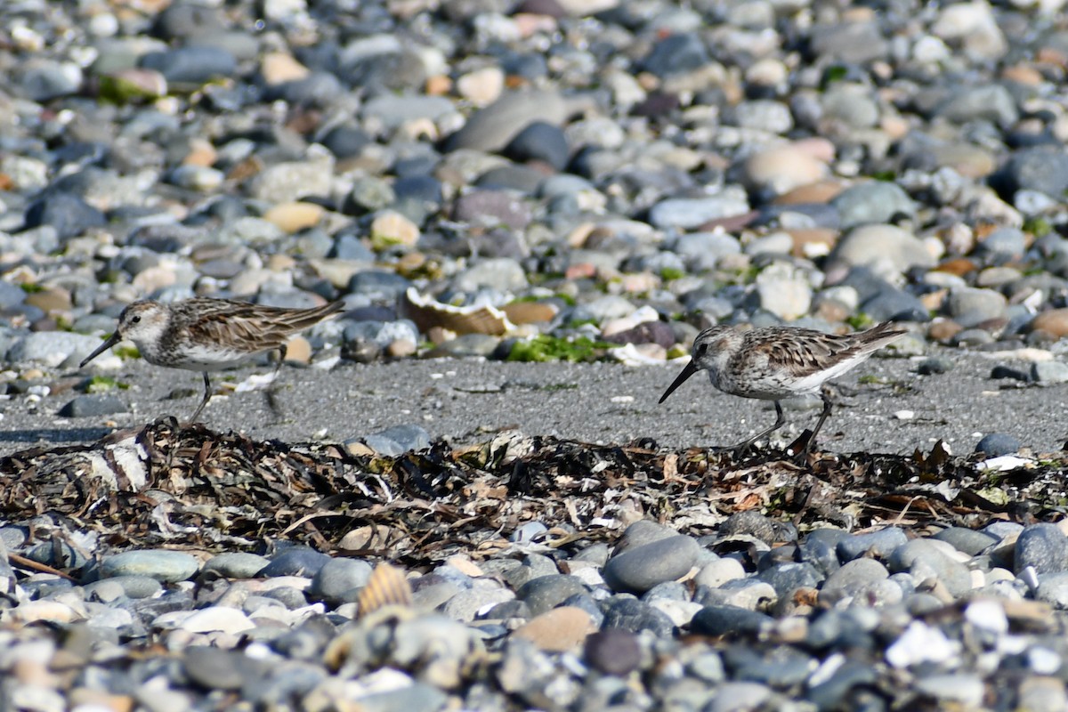 Western Sandpiper - Steve Hawes