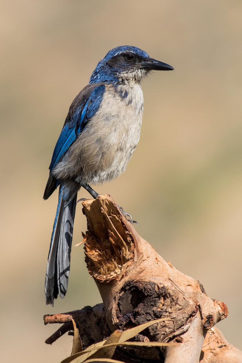 Island Scrub-Jay - ML170922101