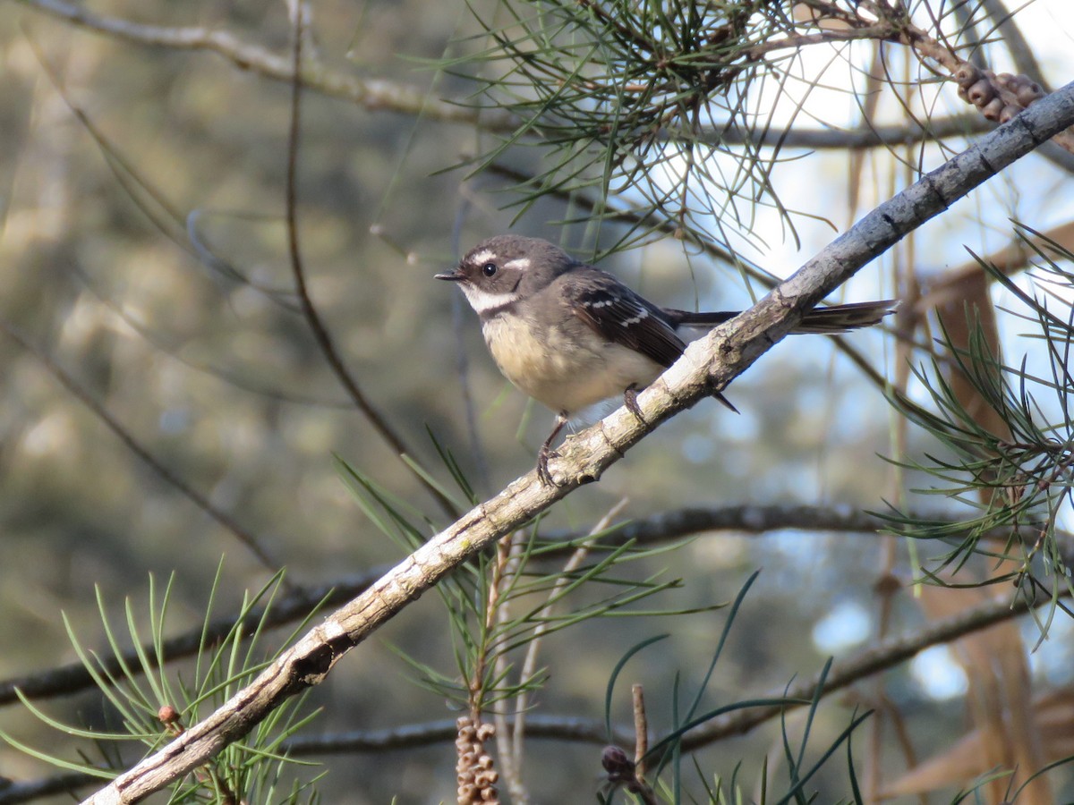 Gray Fantail - ML170922441