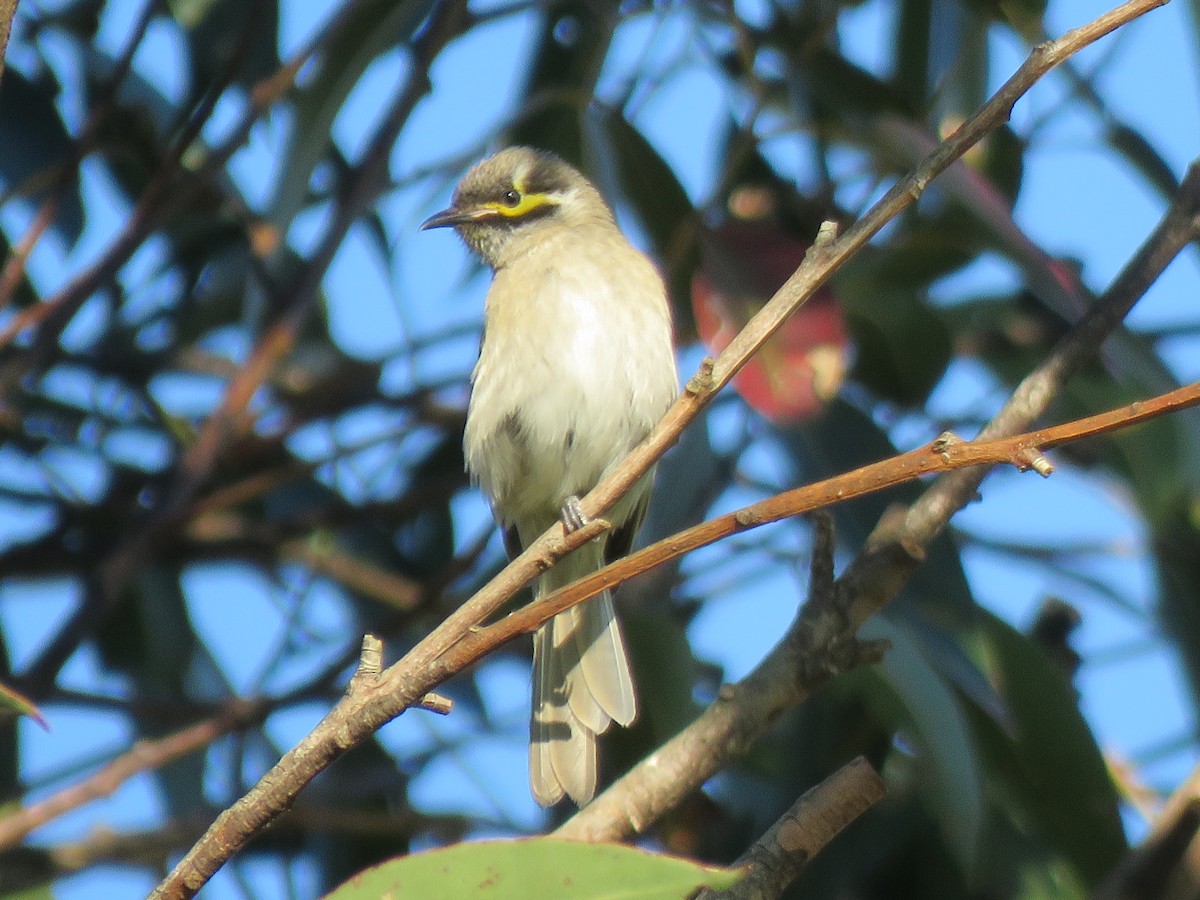 Yellow-faced Honeyeater - ML170922531