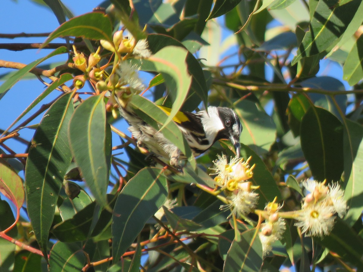 White-cheeked Honeyeater - ML170922601