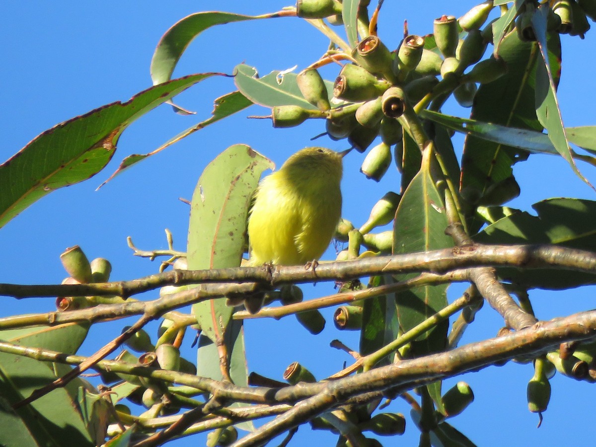 Yellow Thornbill - ML170922621