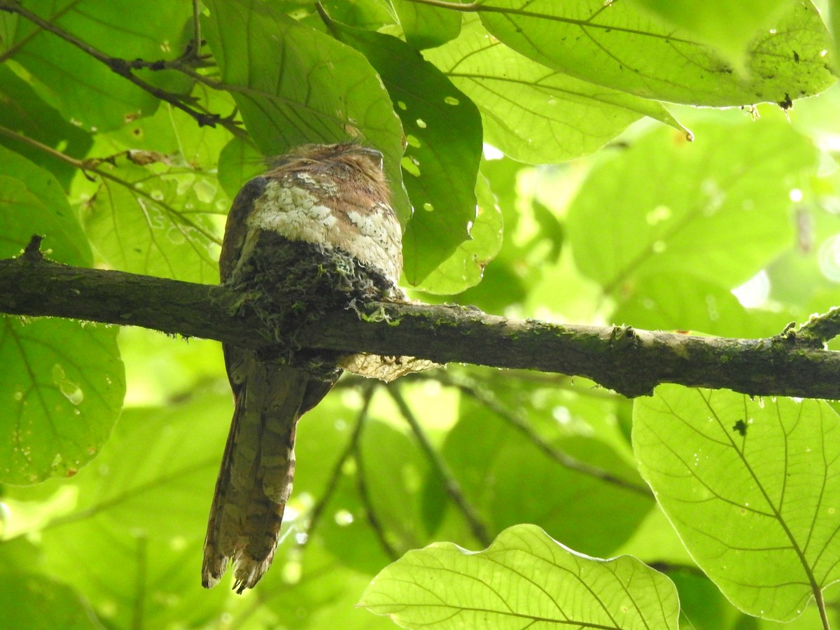 Blyth's Frogmouth - Nimali Digo & Thilanka Edirisinghe