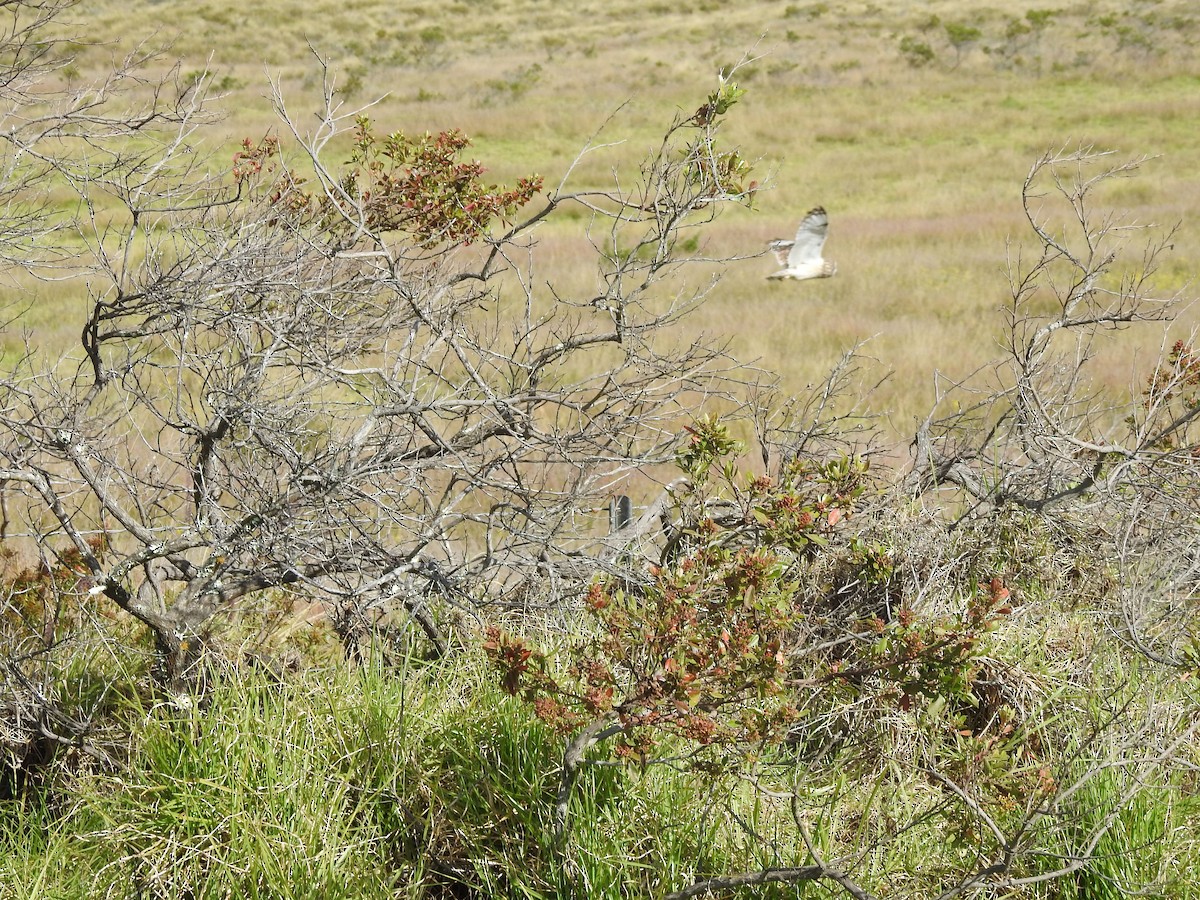 Short-eared Owl (Hawaiian) - ML170926091