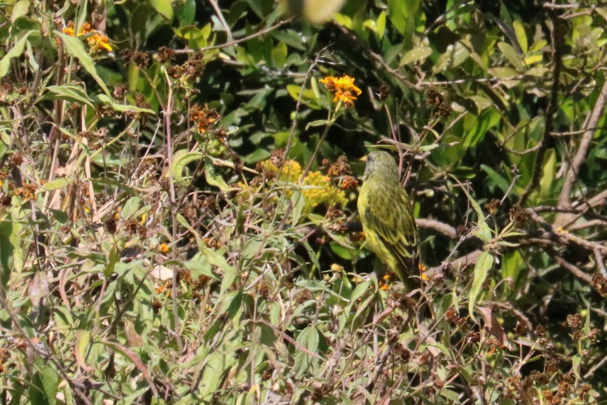 Southern Citril - ML170927111