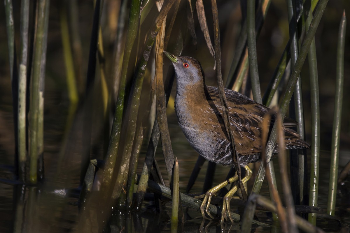 Baillon's Crake - Oscar Thomas