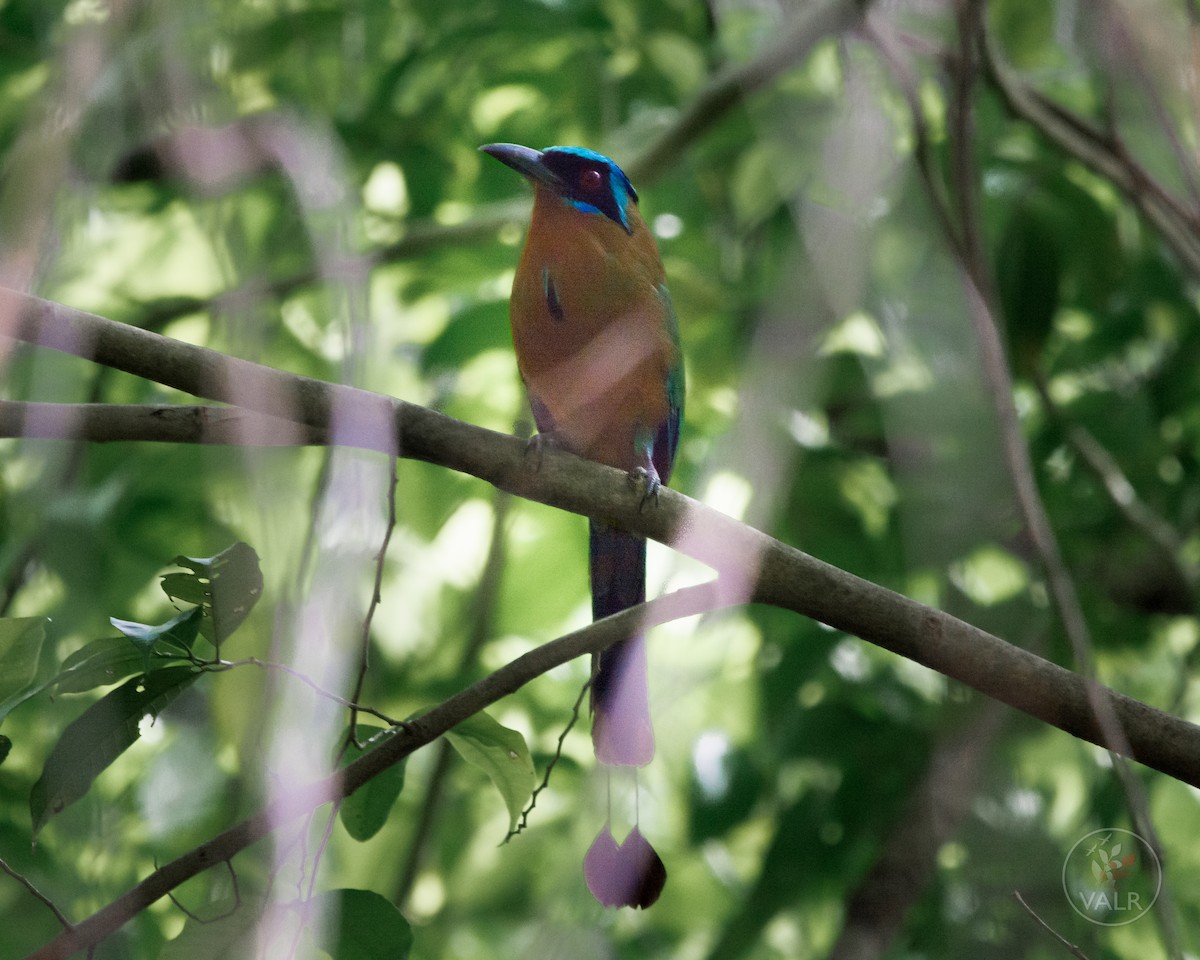 Trinidad Motmot - Vishal Rangersammy