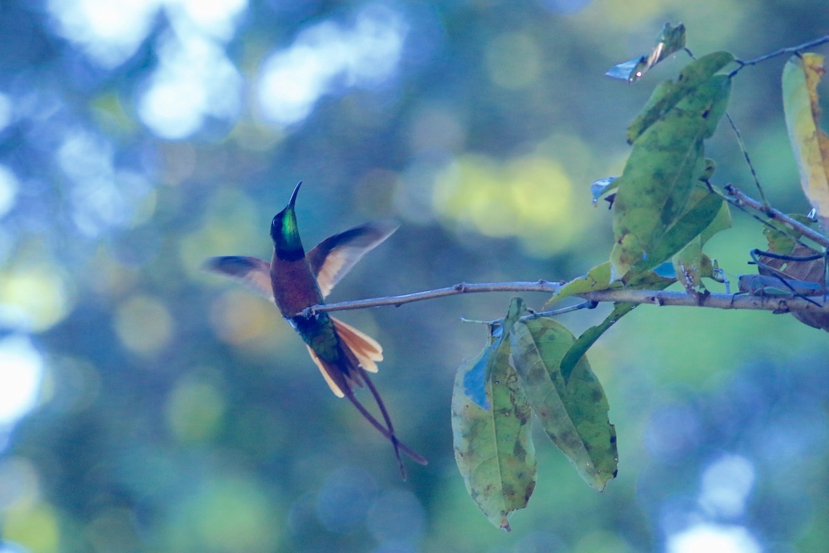 Colibrí Topacio - ML170928301