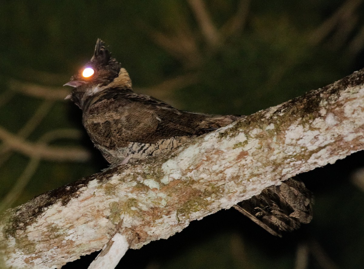Great Eared-Nightjar - Neoh Hor Kee
