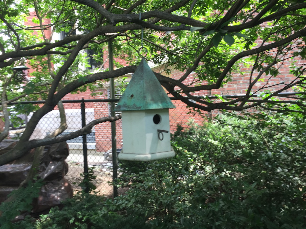 Black-capped Chickadee - ML170928611