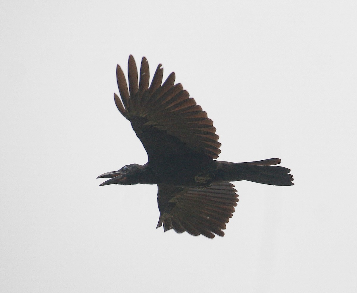 Large-billed Crow - ML170928801