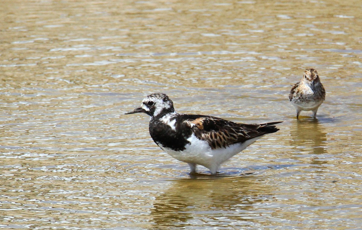 Ruddy Turnstone - ML170929641