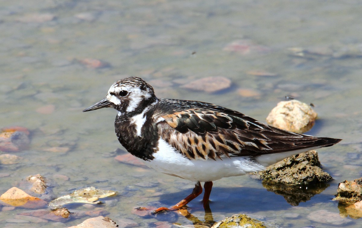 Ruddy Turnstone - ML170929651