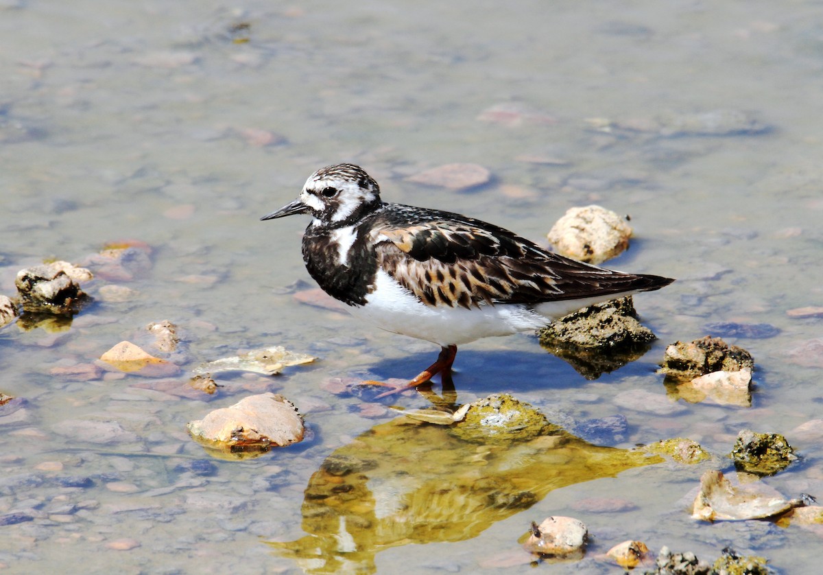 Ruddy Turnstone - ML170929671