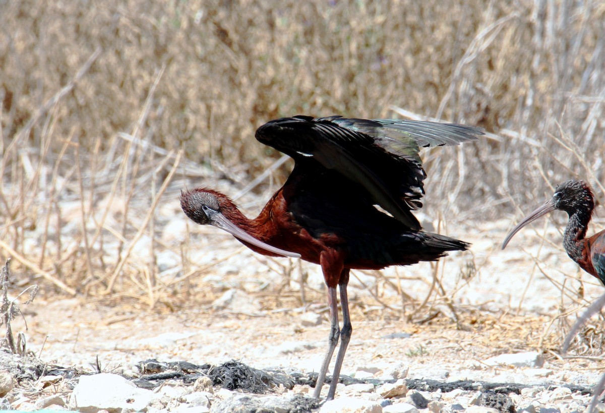 Glossy Ibis - yuda siliki