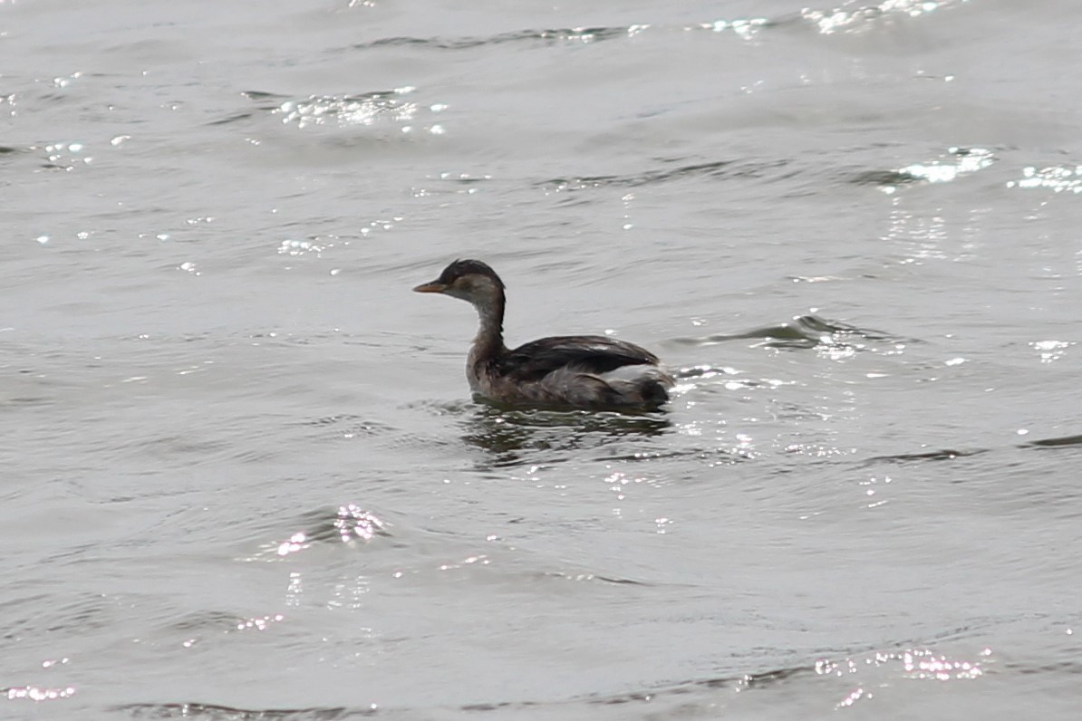 小鸊鷉 - ML170931311