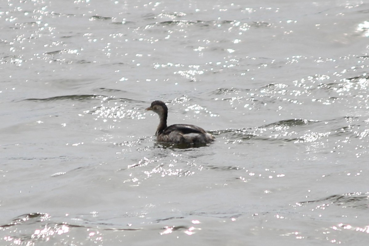 小鸊鷉 - ML170931321