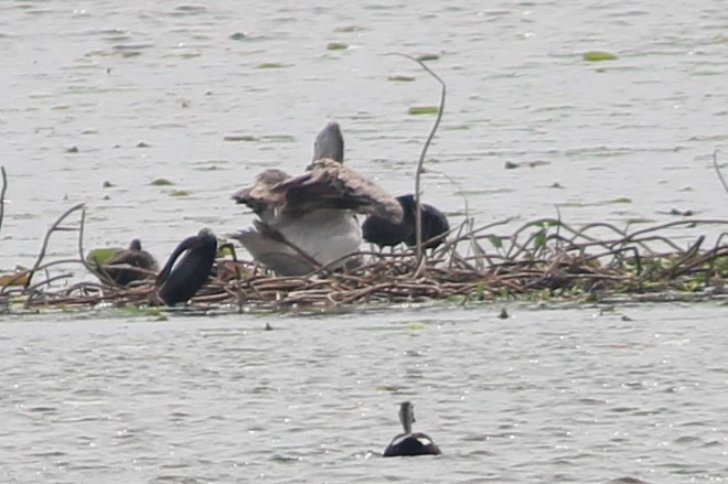 Spot-billed Pelican - ML170931331