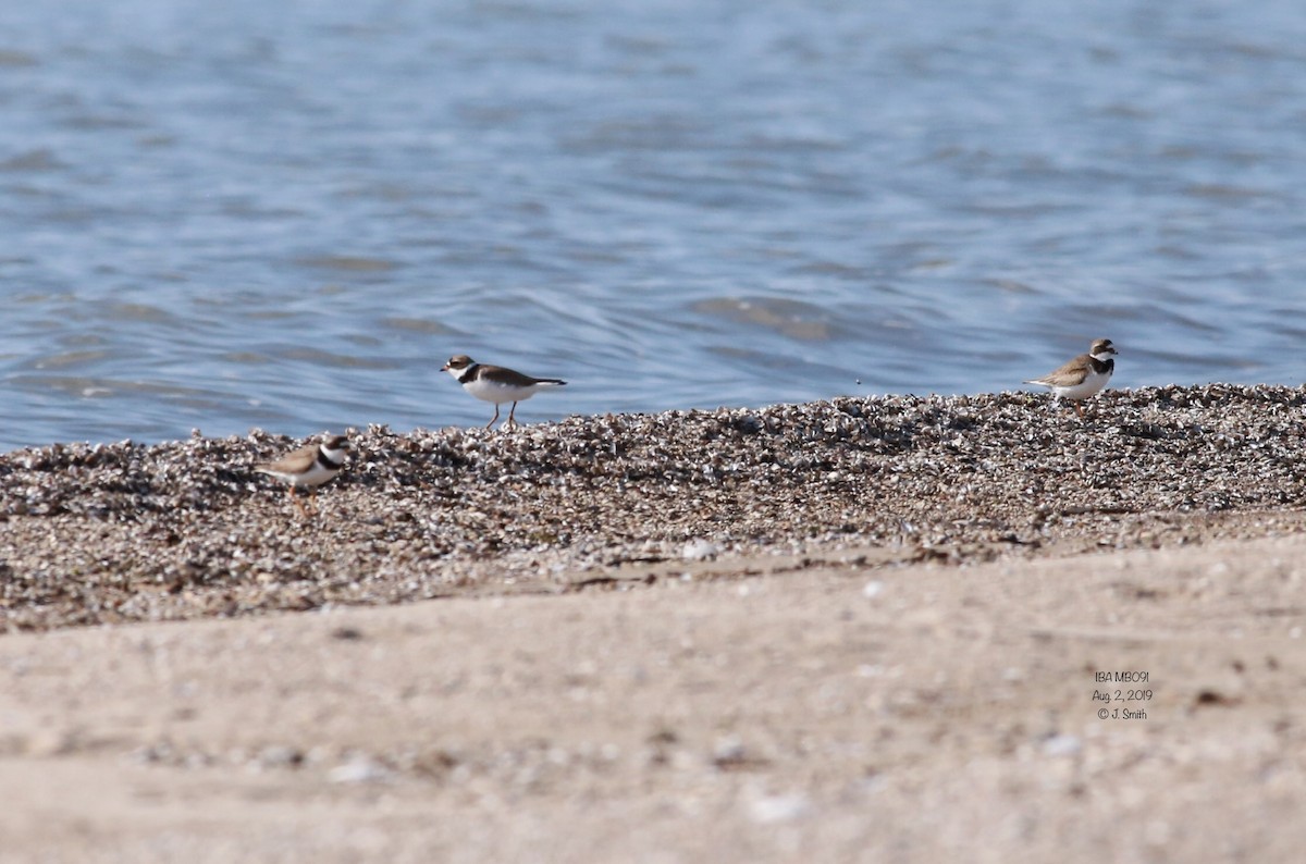 Semipalmated Plover - ML170932011