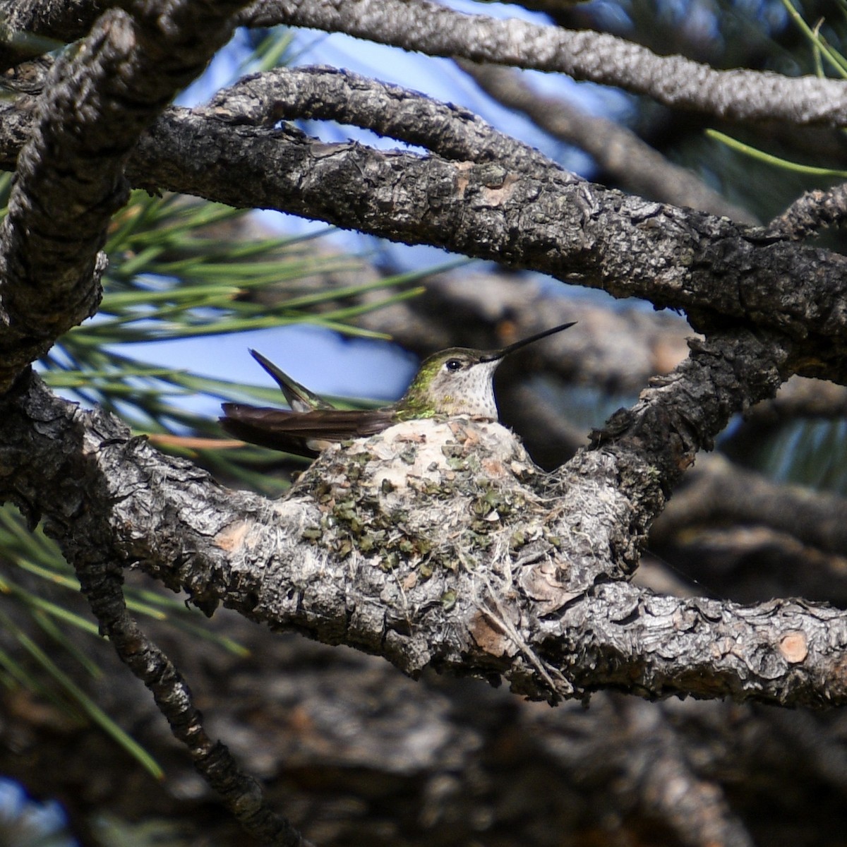 Broad-tailed Hummingbird - ML170935051