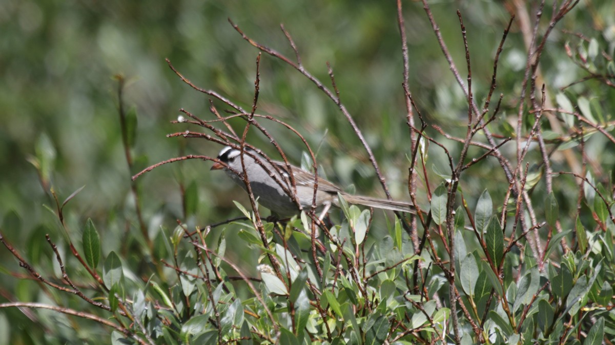 White-crowned Sparrow - ML170937301