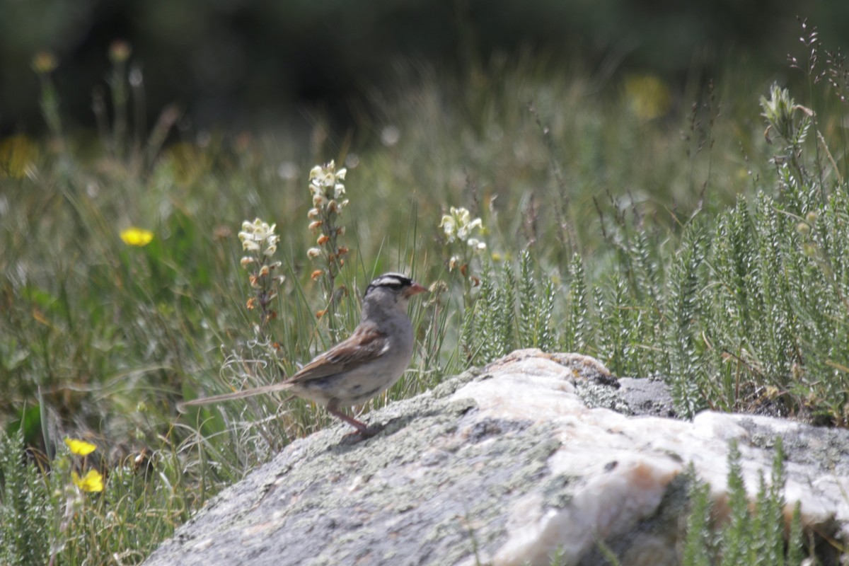 White-crowned Sparrow - ML170937311
