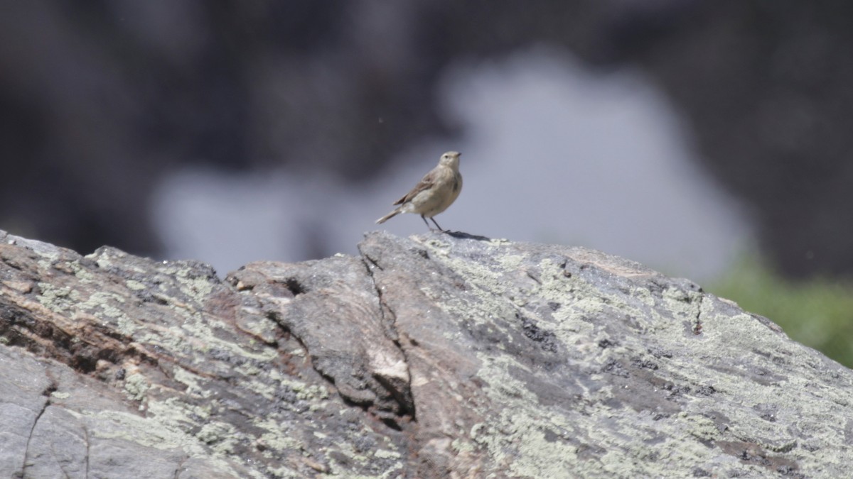 American Pipit - ML170937381