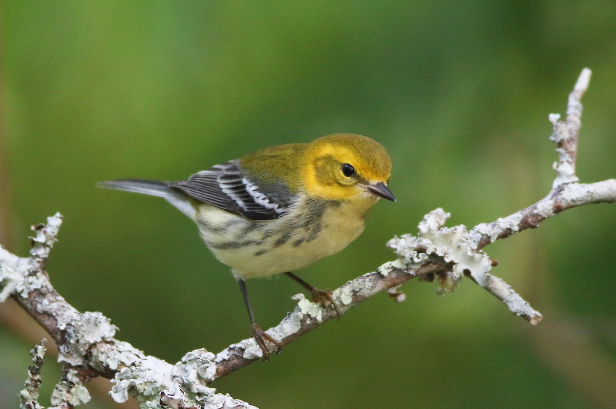 Black-throated Green Warbler - ML170937701