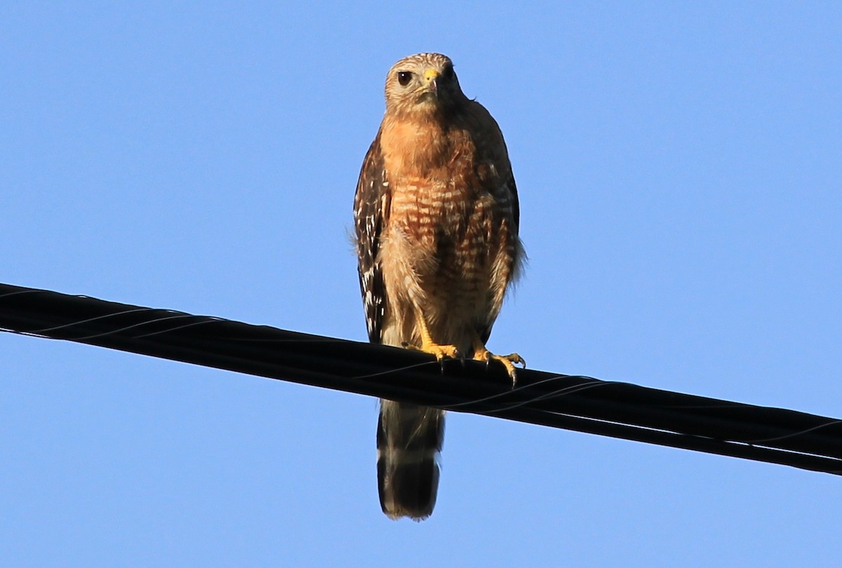 Red-shouldered Hawk - Anthony  Popiel