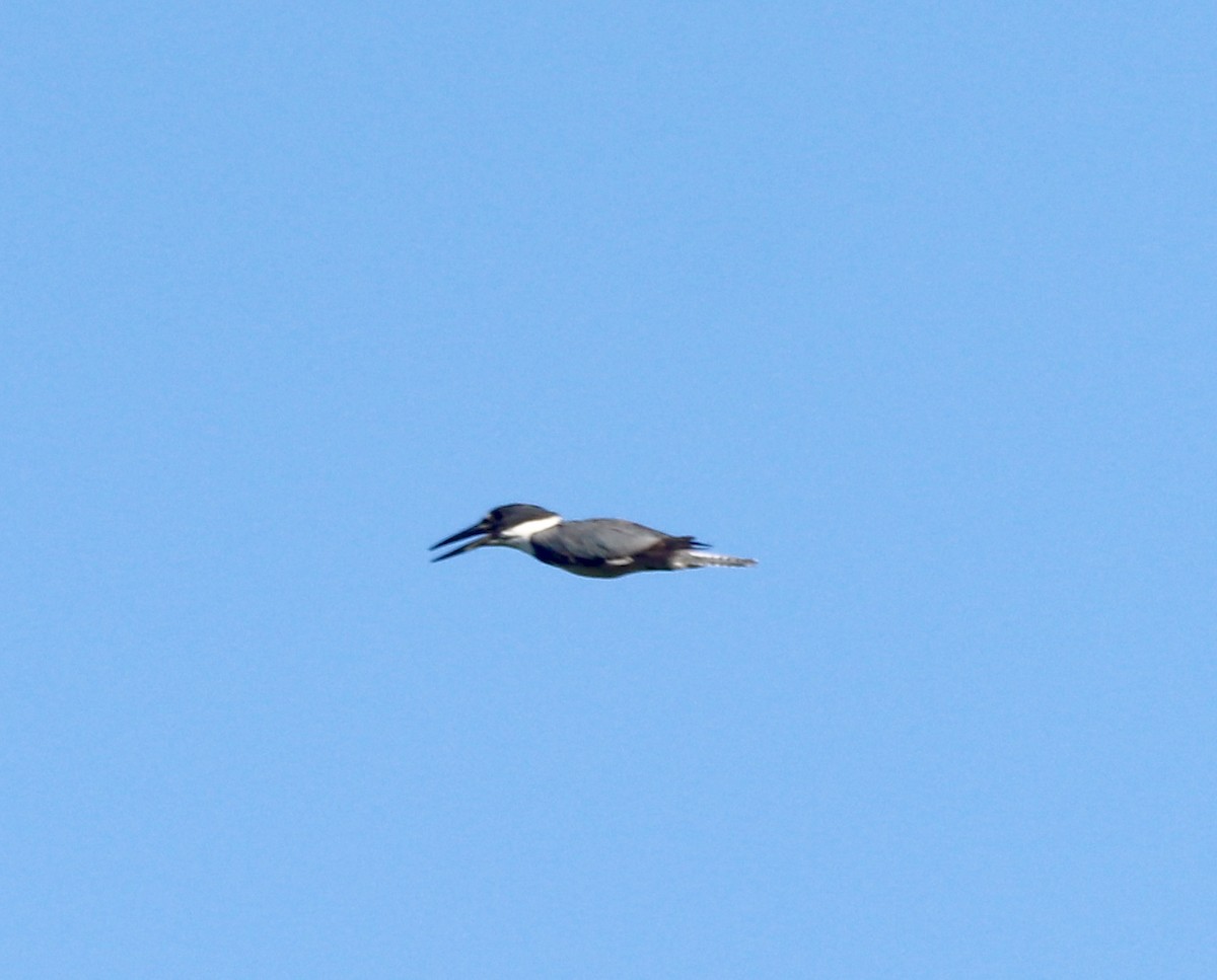 Gürtelfischer - ML170939151