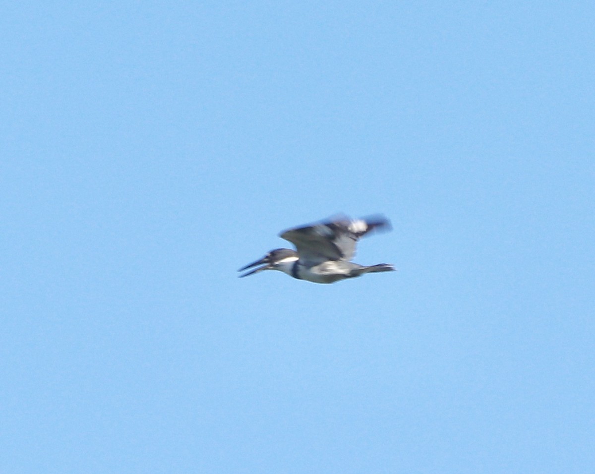 Gürtelfischer - ML170939161