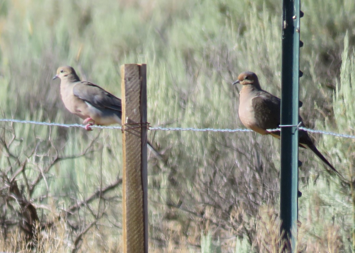 Mourning Dove - ML170940511